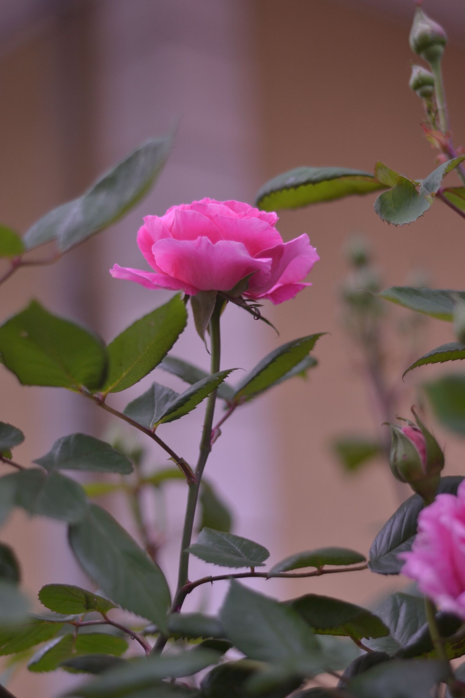 Nikon D3100 sample photo. Desire, ramadan, iftar photography