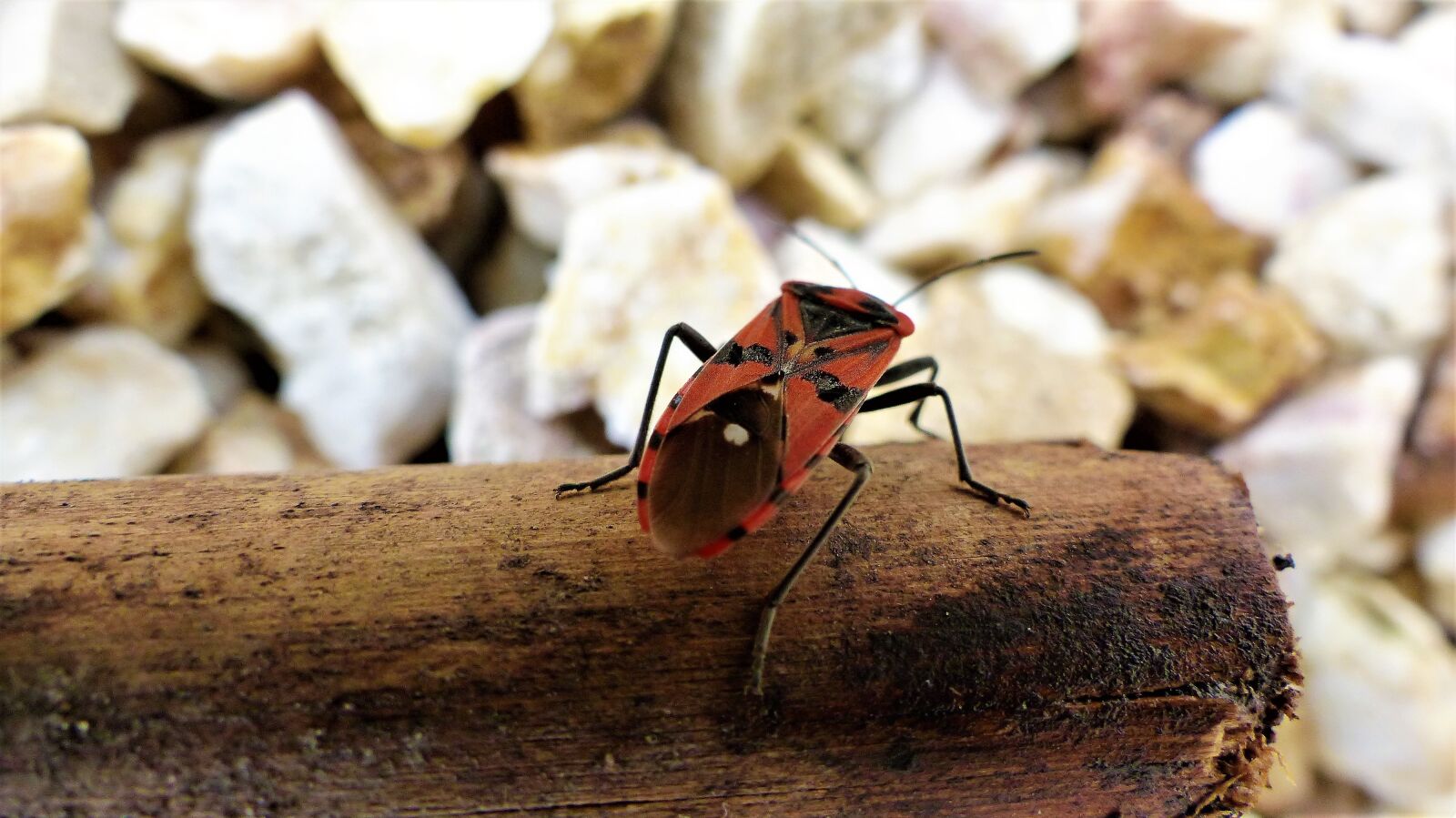 Panasonic Lumix DMC-FZ200 sample photo. Nature, insect, petit photography