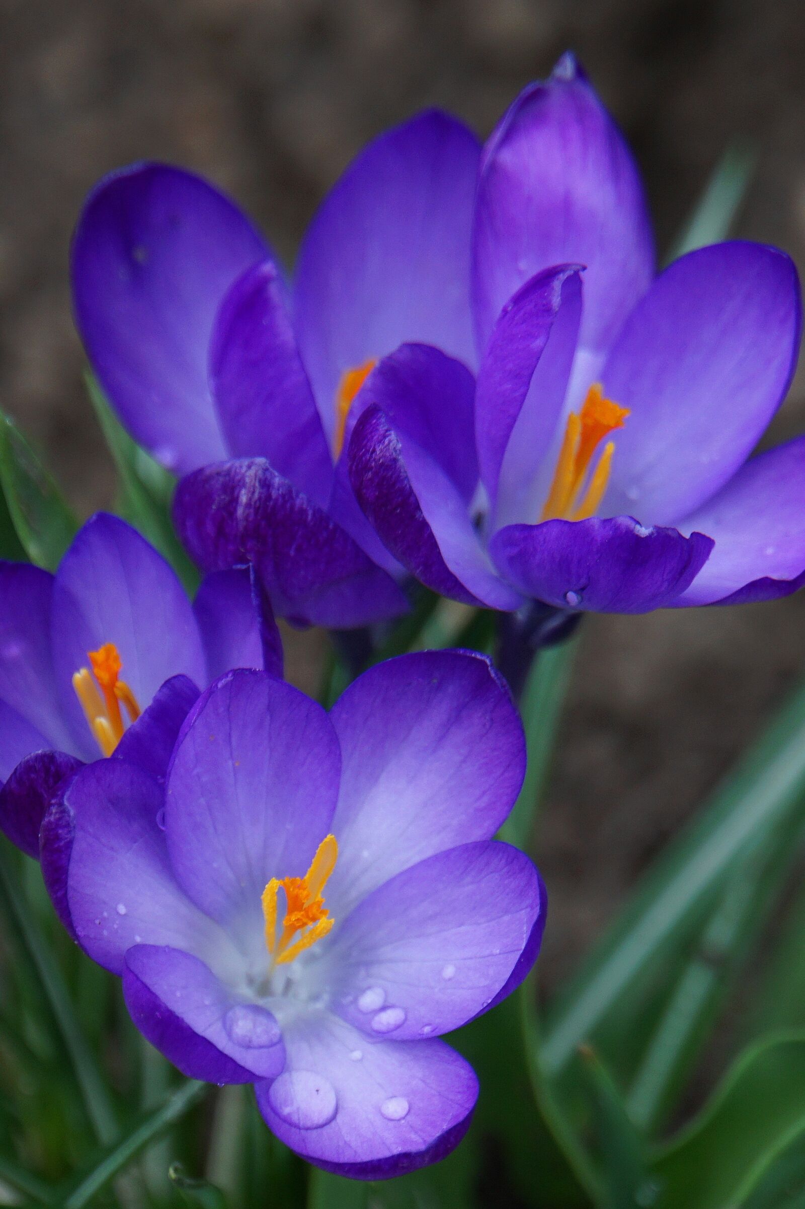 Sony a6000 sample photo. Crocus, early bloomer, nature photography