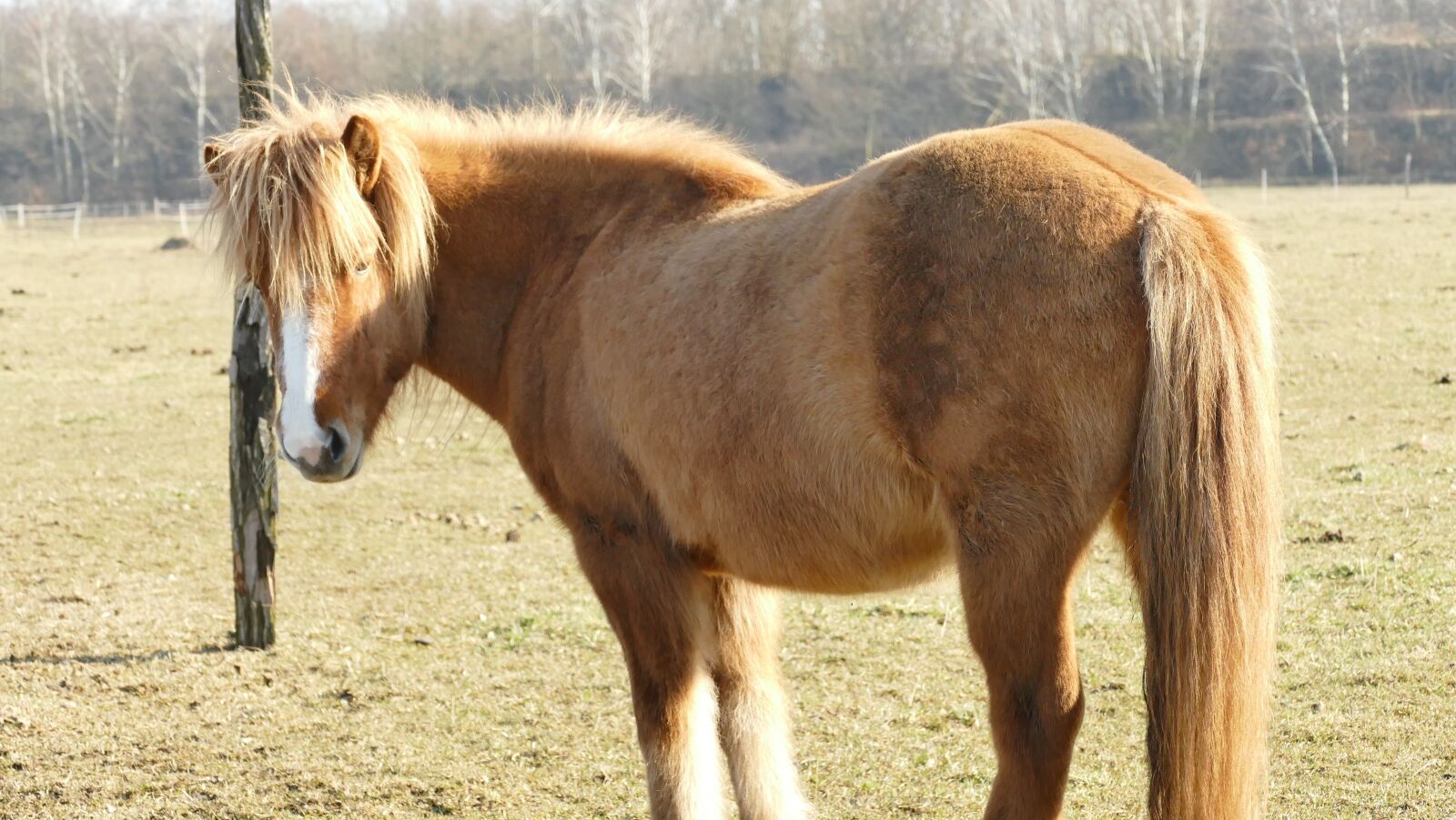 Panasonic Lumix DMC-FZ1000 sample photo. Mane, horse, coupling photography