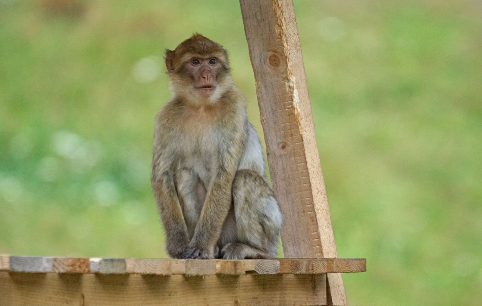 Sony ILCA-77M2 sample photo. Primate, wild, nature, wood photography