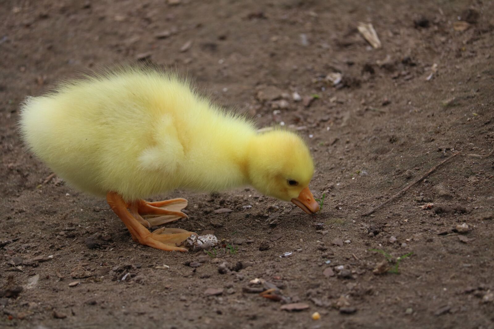 Canon EOS 750D (EOS Rebel T6i / EOS Kiss X8i) sample photo. Bird, poultry, free woman photography