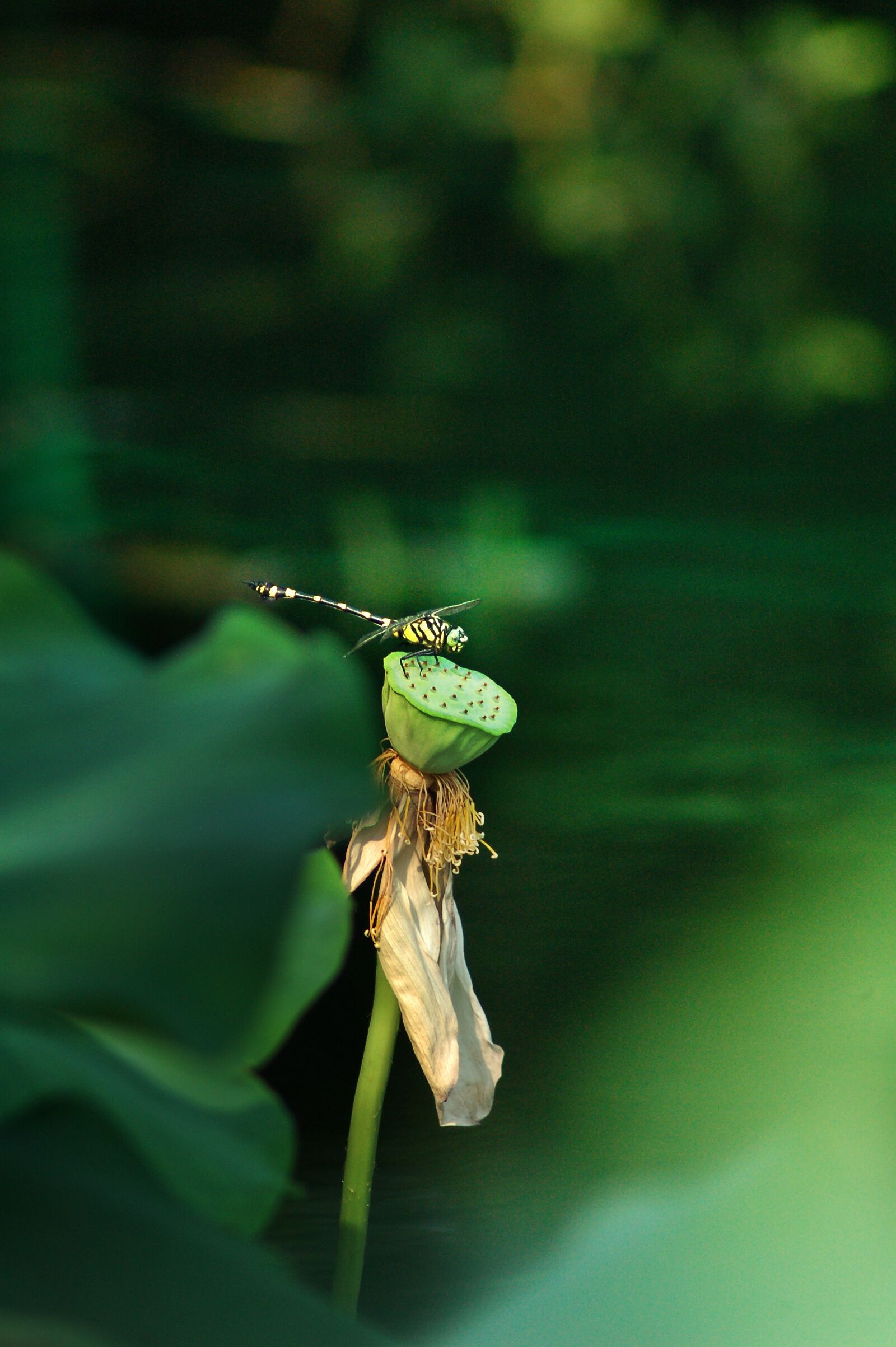 Nikon D50 sample photo. Dragonfly, lotus photography