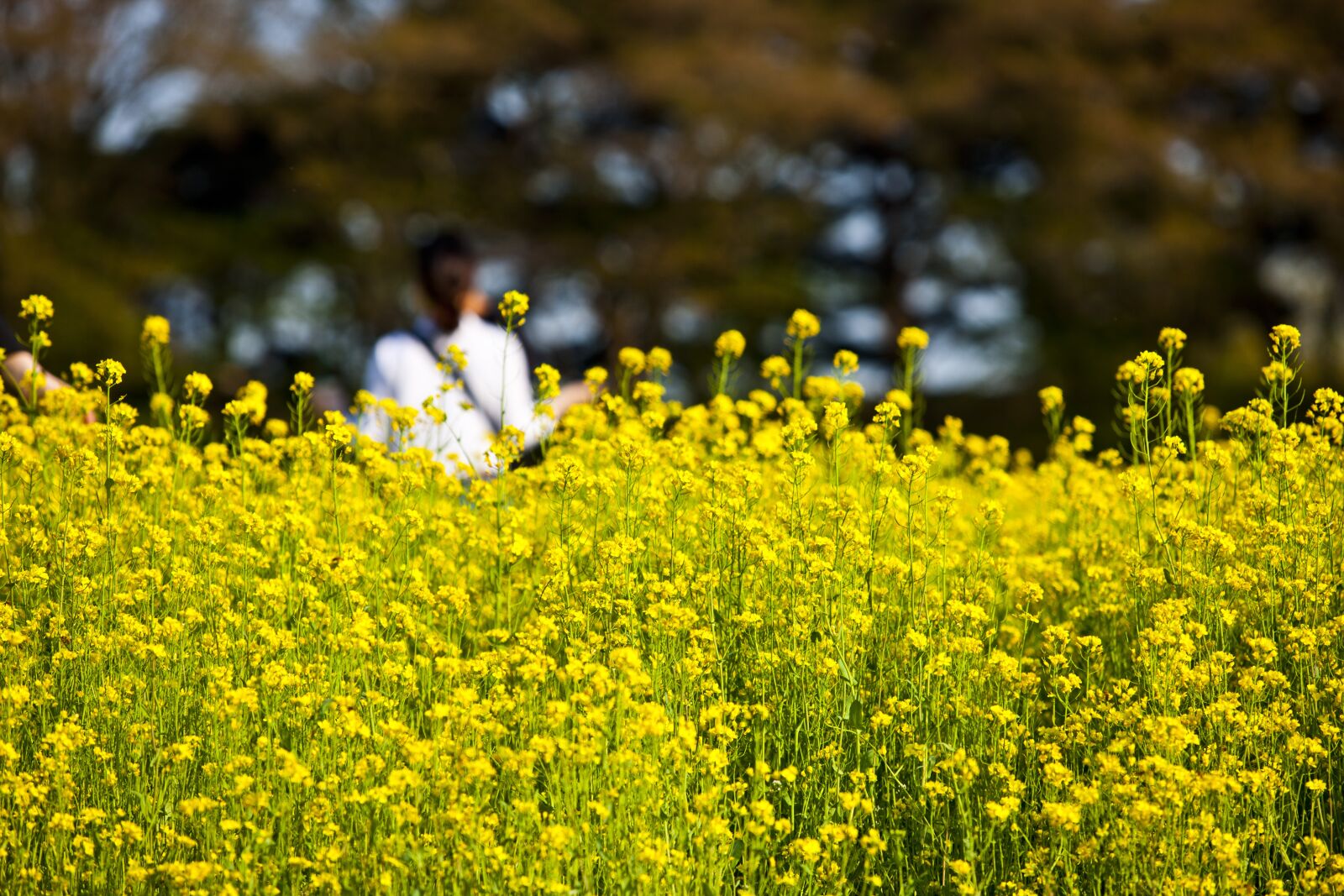 Canon EOS-1Ds Mark III + Canon EF 70-200mm F2.8L USM sample photo. Rape flowers, rapeseed, racing photography
