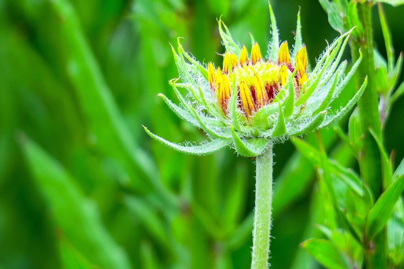 Canon PowerShot G3 X sample photo. Flower, xie, hua xie photography