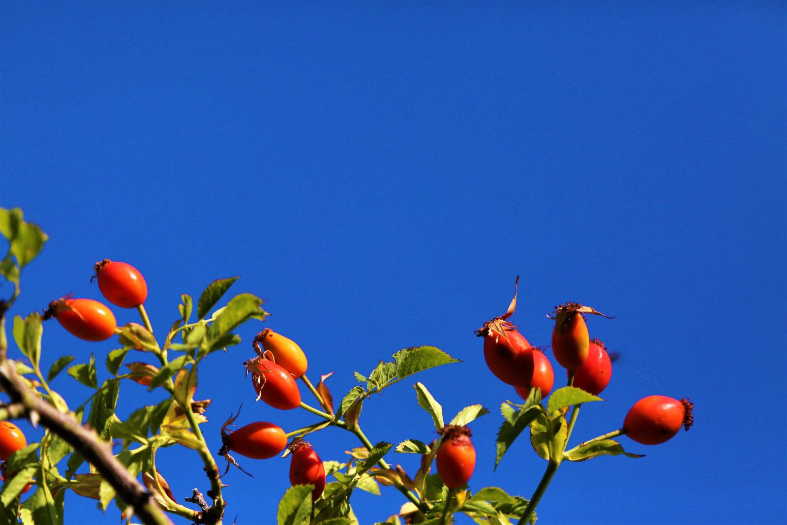 Canon EOS 5D Mark III sample photo. Rosehip, nature, plant photography