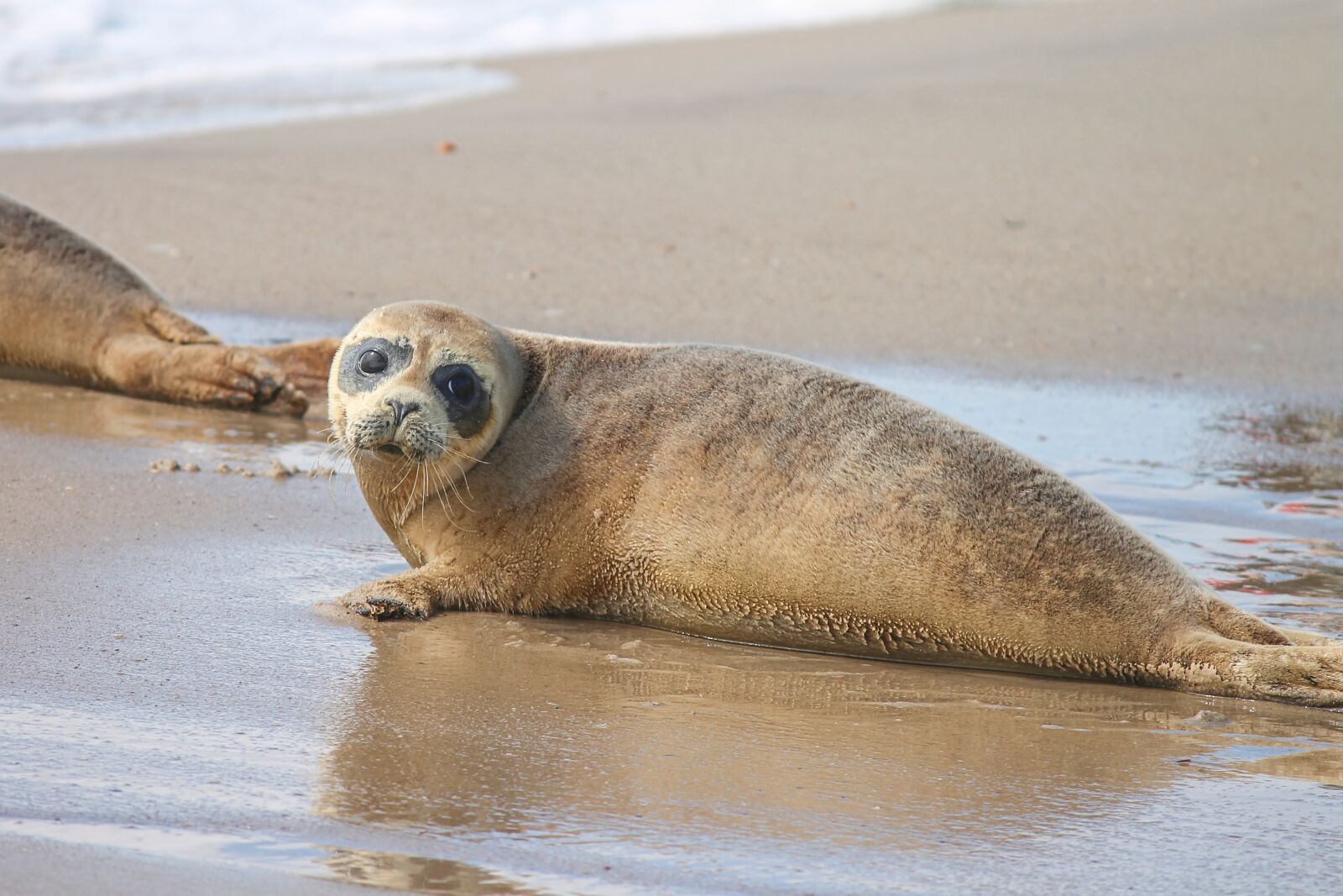 Canon EOS 1100D (EOS Rebel T3 / EOS Kiss X50) sample photo. Robbe, young animal, beach photography