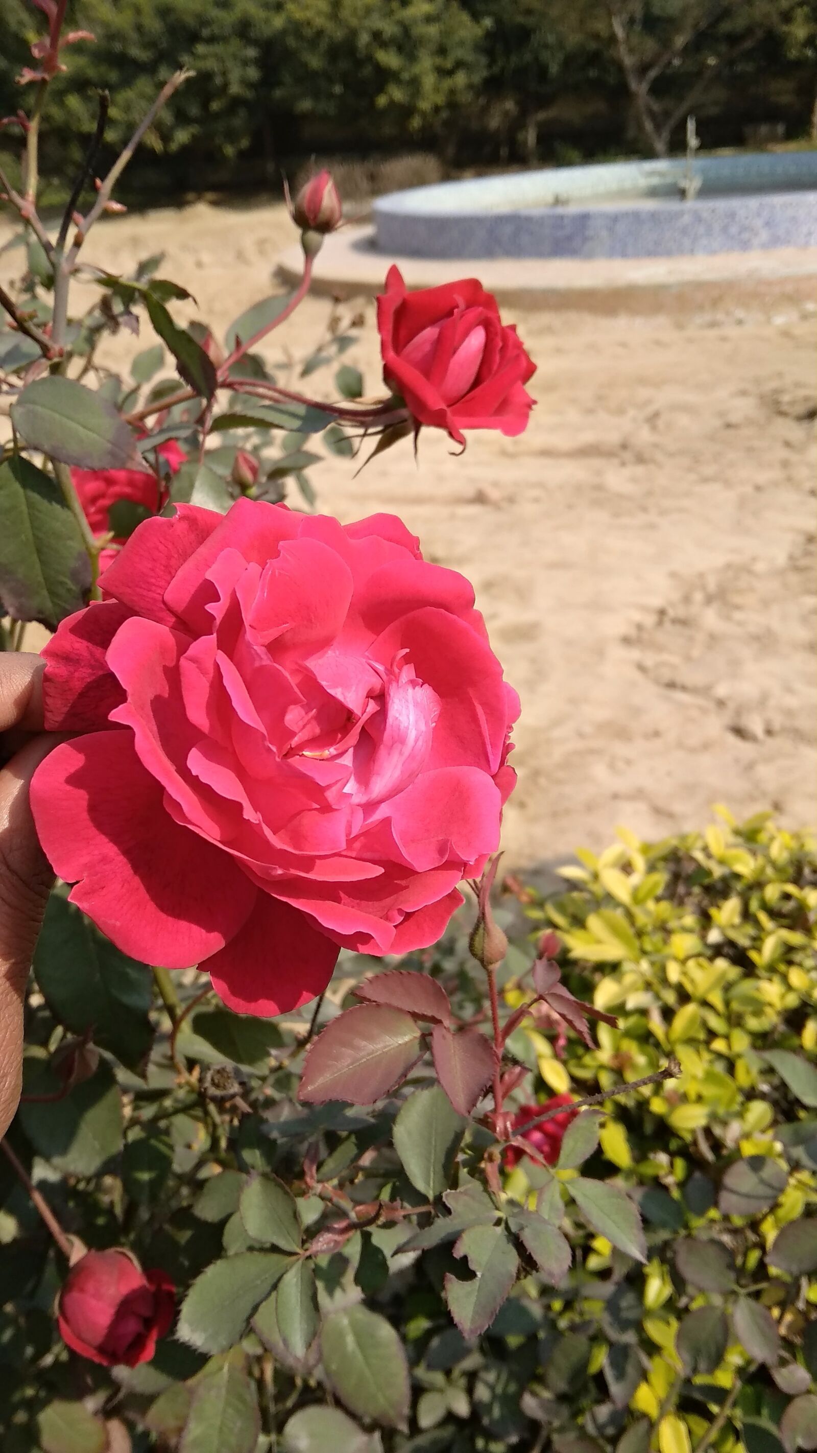 Xiaomi Redmi 5A sample photo. Rose, flower, red photography