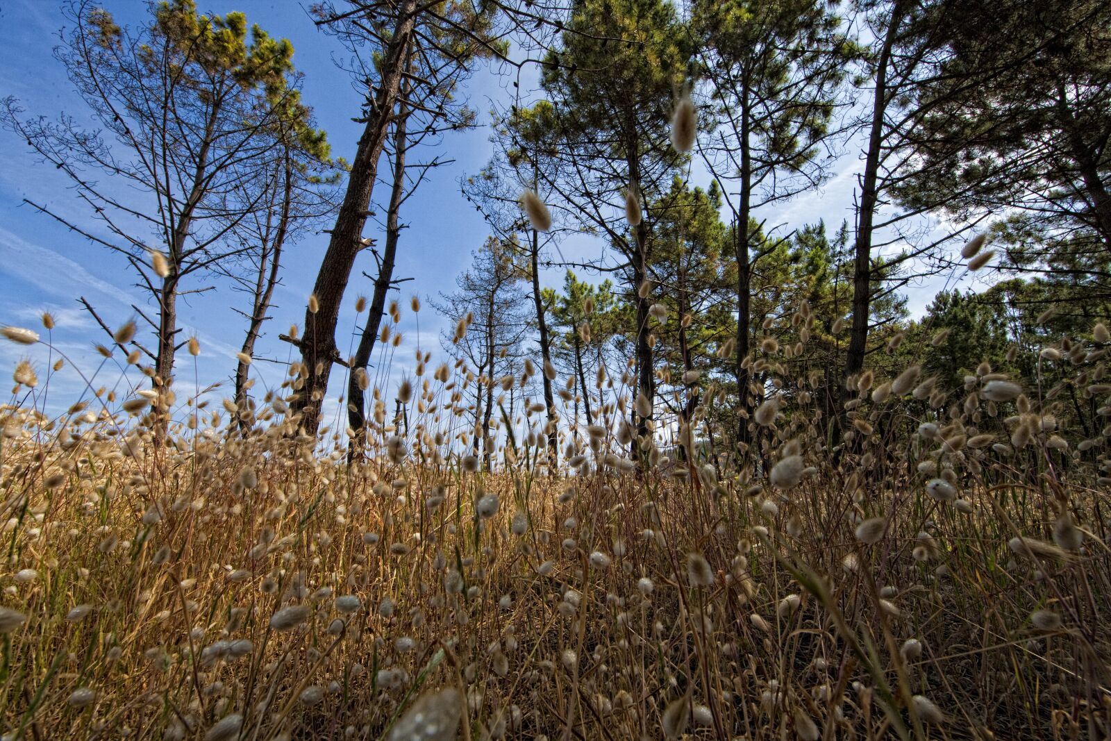 Canon EOS-1Ds Mark III sample photo. Nature, landscape, wood photography