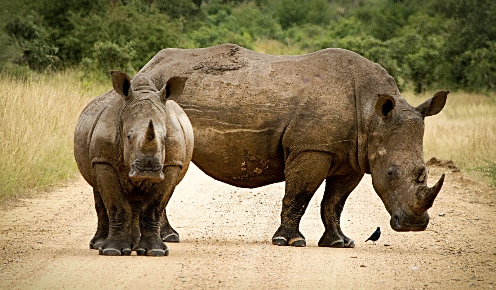 Nikon D90 sample photo. Rhinoceros, close, couple photography