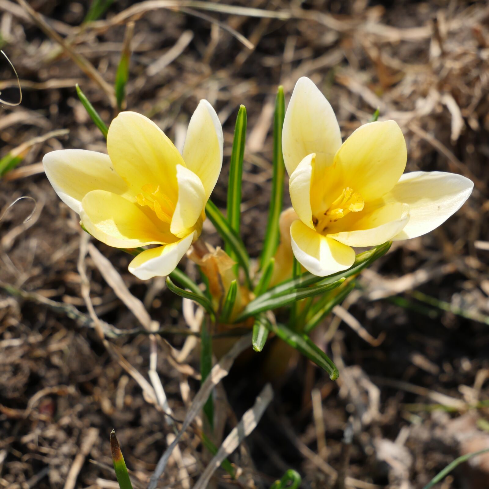 Panasonic Lumix DMC-GH4 sample photo. Nature, plant, flower photography