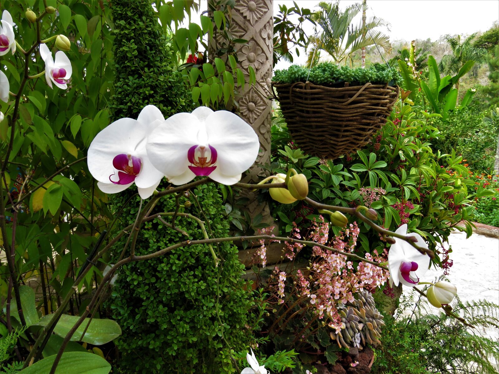 Canon PowerShot SX60 HS sample photo. Orchid, white flower, tropical photography