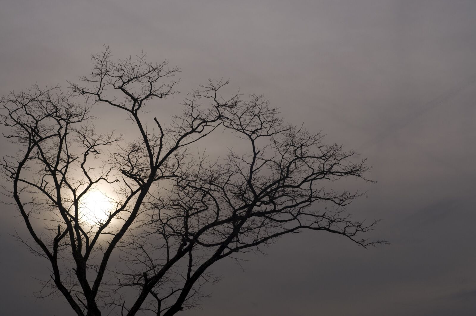 Nikon D90 sample photo. Tree, sun, cloudy photography