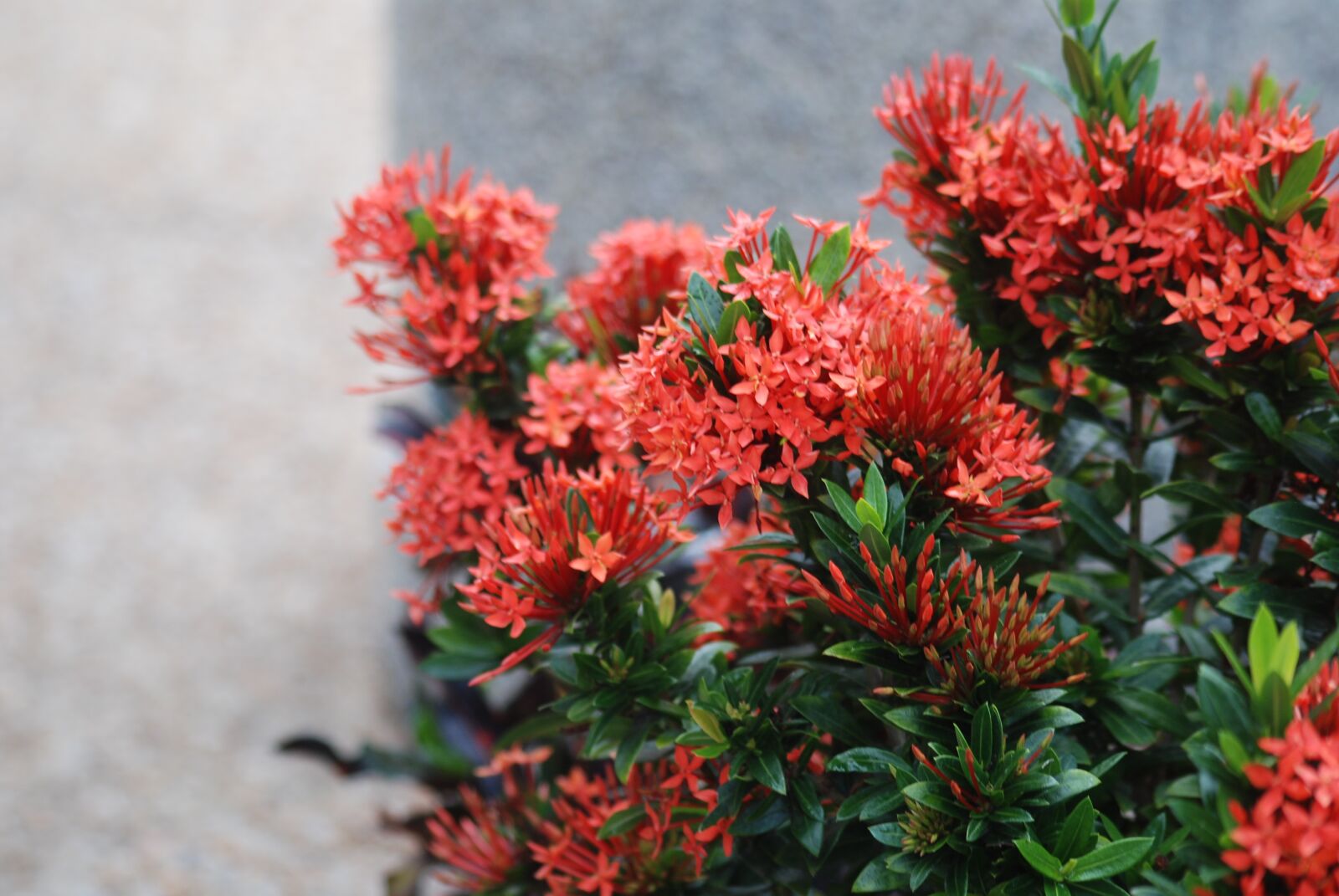 Nikon D80 sample photo. Flowers, color, nature photography