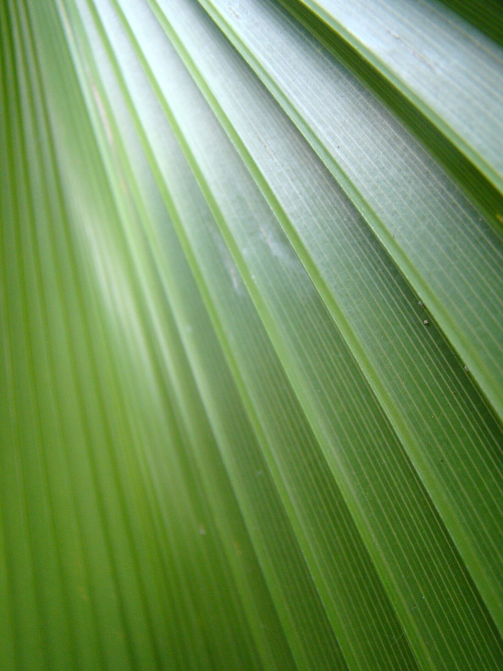 Sony Cyber-shot DSC-H50 sample photo. Leaf, palma, closeup photography