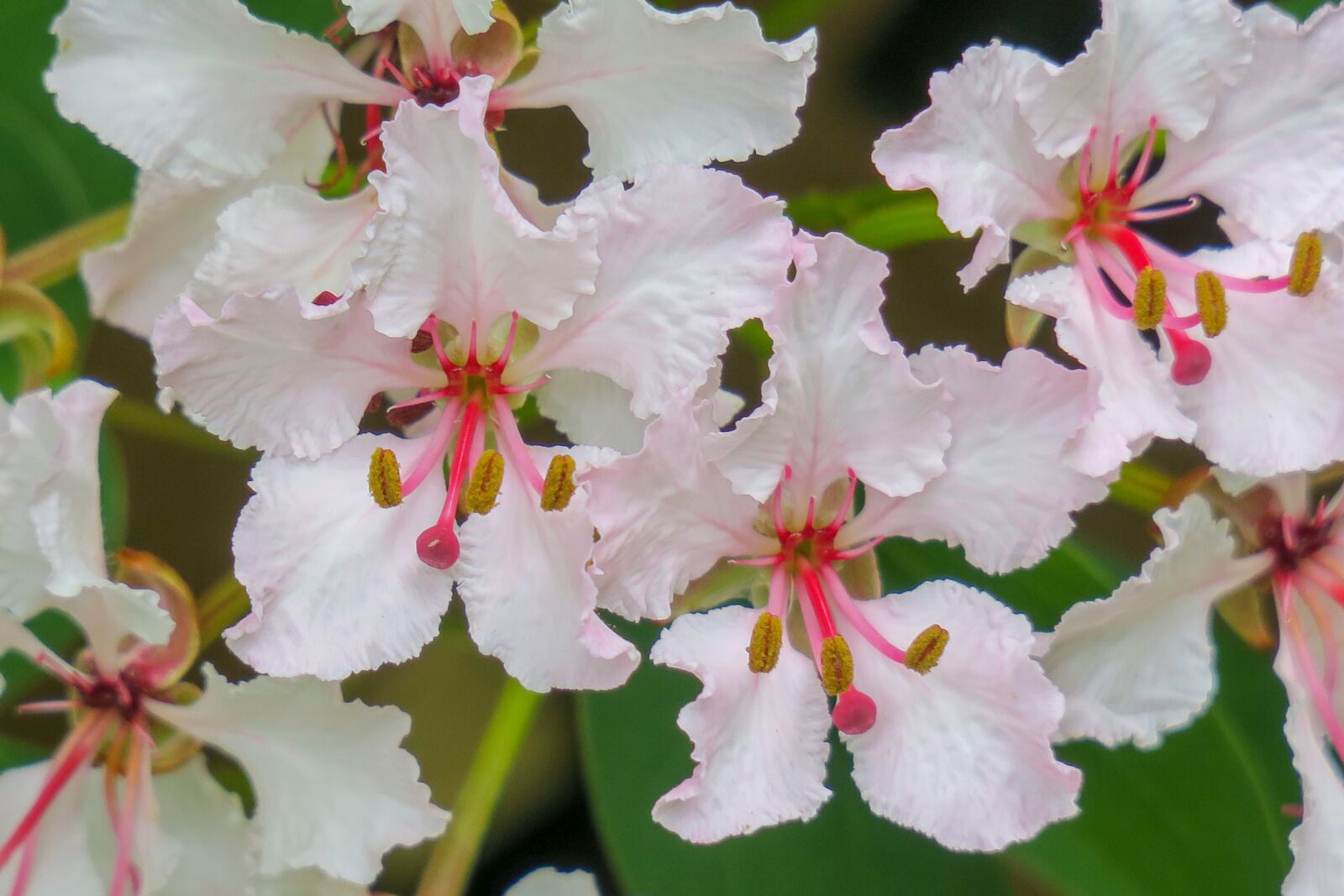 Canon PowerShot G3 X sample photo. Bauhinia, hong kong, flower photography