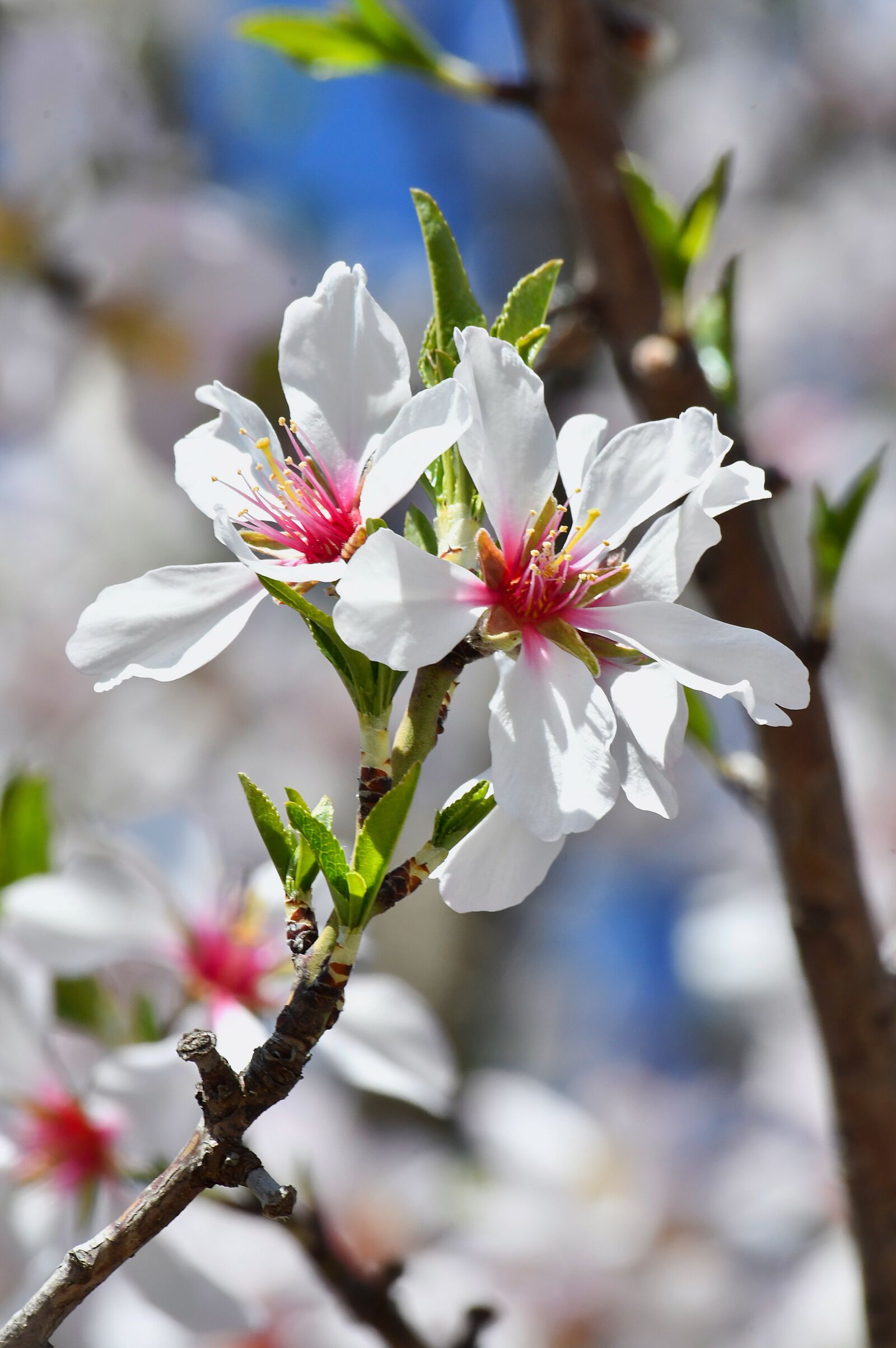 Nikon D3200 sample photo. Spring flower, spring, kikelet photography
