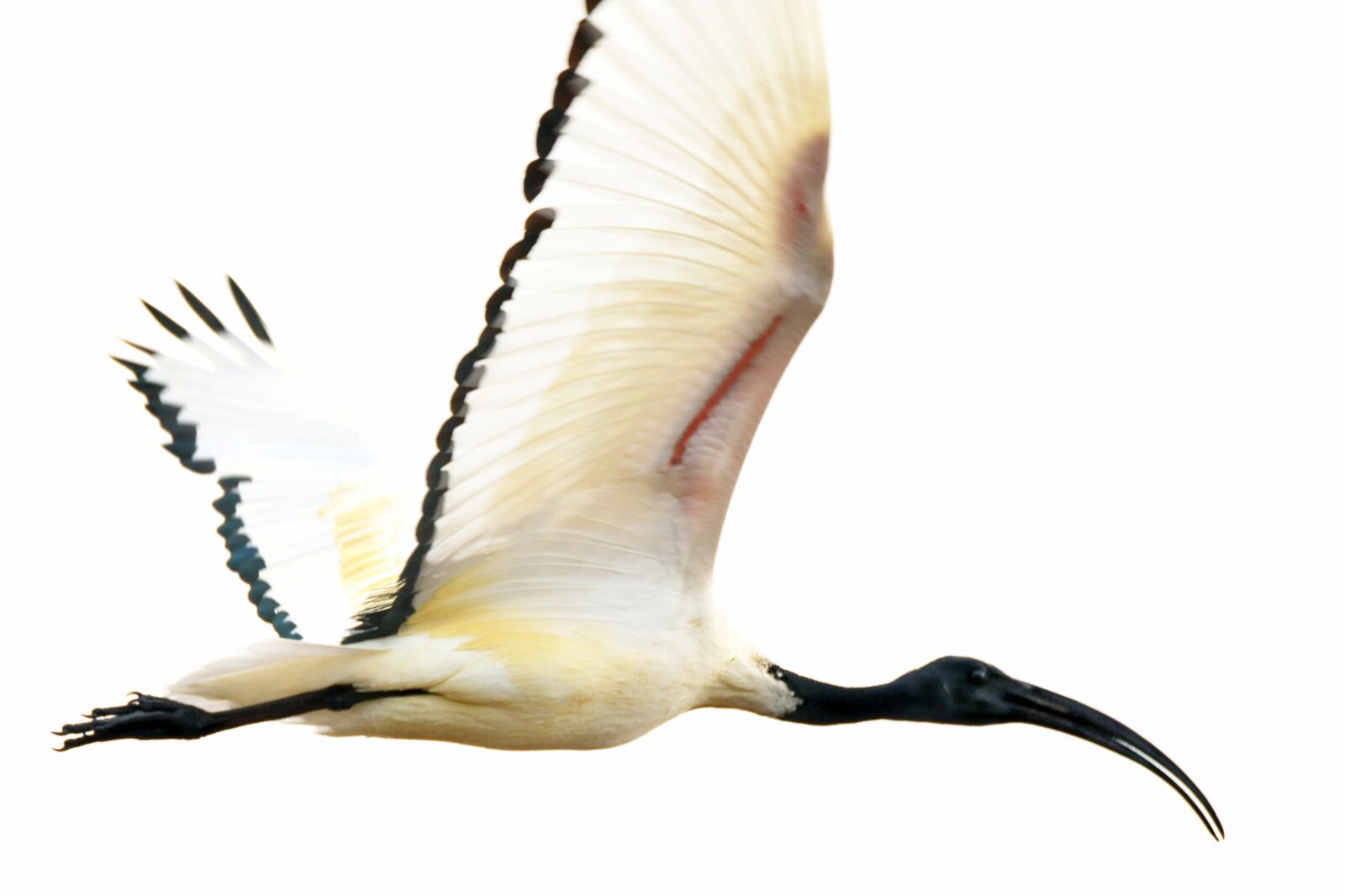 Nikon D5200 sample photo. Sacred ibis, white, flight photography