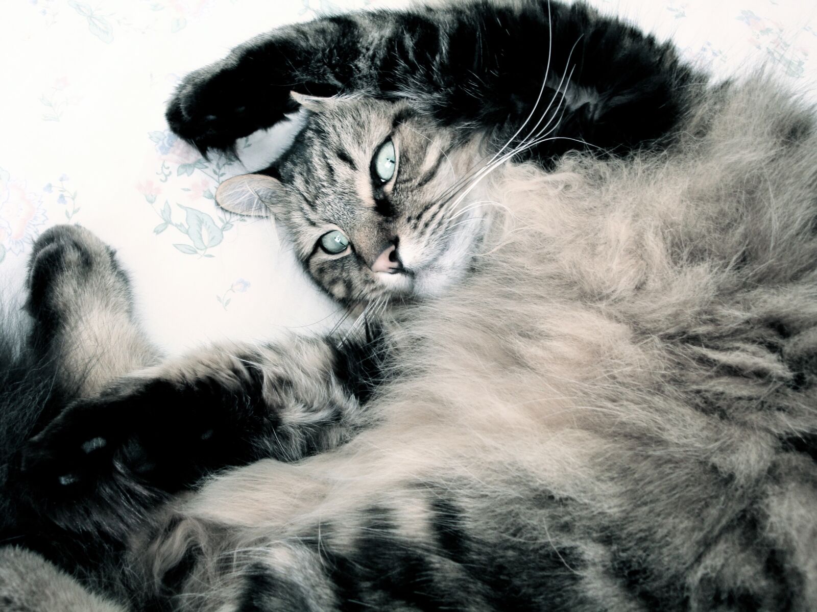 Sony Cyber-shot DSC-W150 sample photo. Cat, feline, tabby cat photography