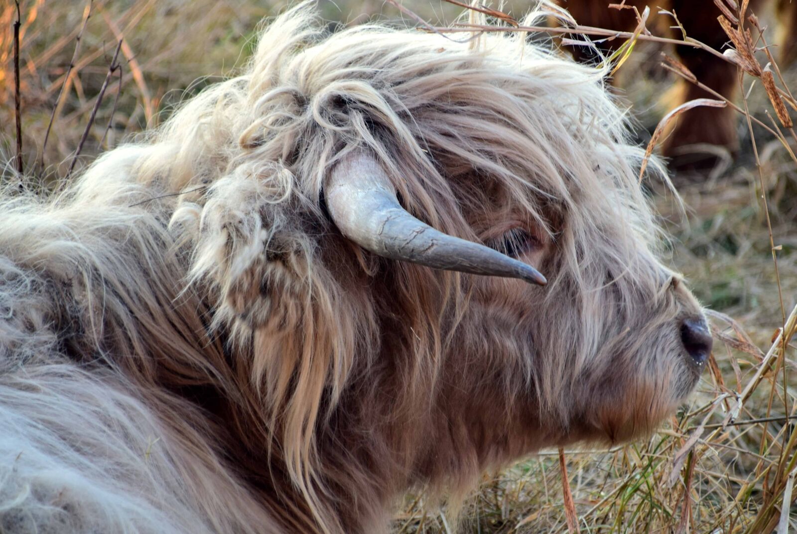 Nikon D3300 sample photo. Nature, animal, grass, fur photography