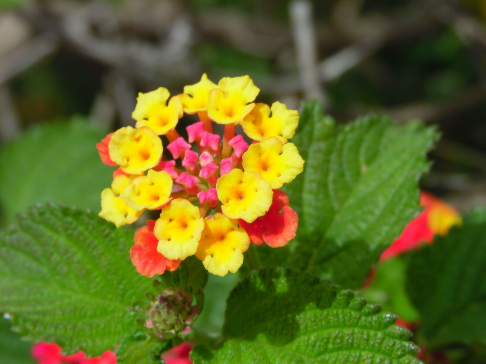 Samsung WB1100F/WB1101F/WB1102F sample photo