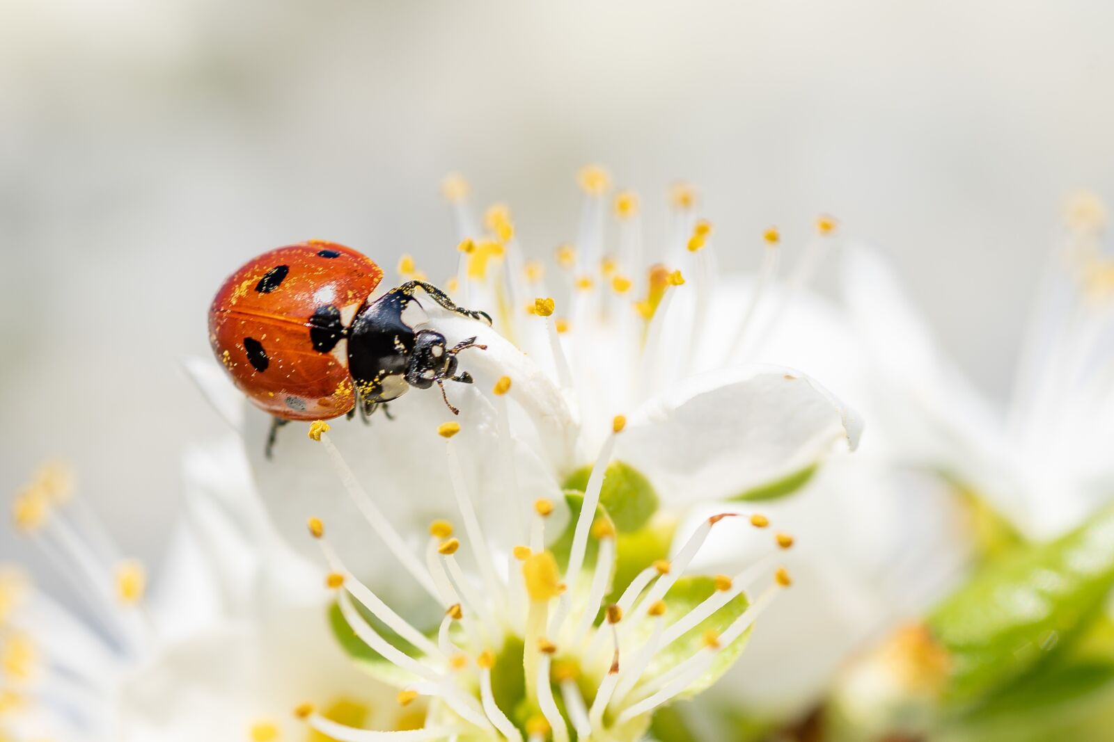 Tamron SP 90mm F2.8 Di VC USD 1:1 Macro sample photo. Ladybug, insect, blossom photography