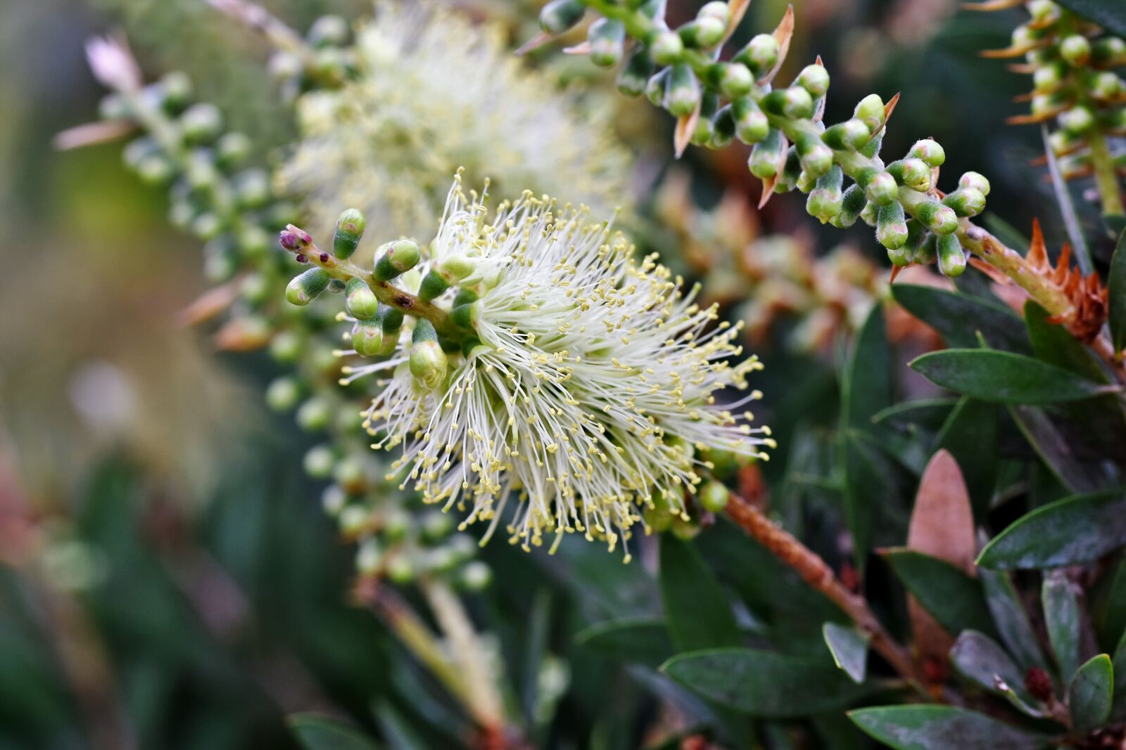 Nikon D7200 sample photo. Bottlebrush, callistemon, flowers photography