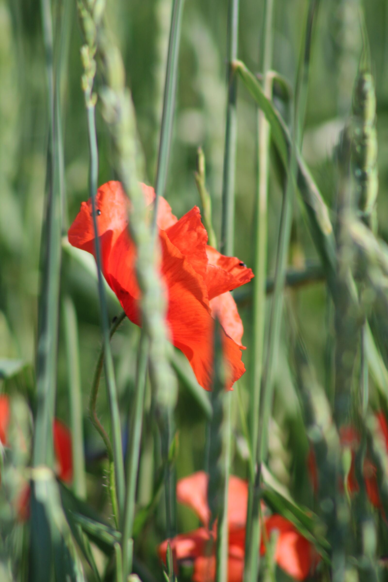 Canon EOS 1300D (EOS Rebel T6 / EOS Kiss X80) + Canon EF 75-300mm f/4-5.6 sample photo. Poppy, summer, red photography
