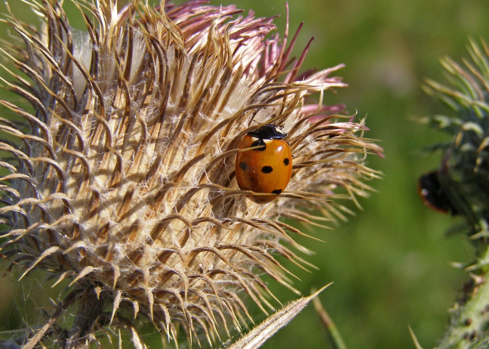 Olympus SP500UZ sample photo. Ladybug, thistle, spikes photography