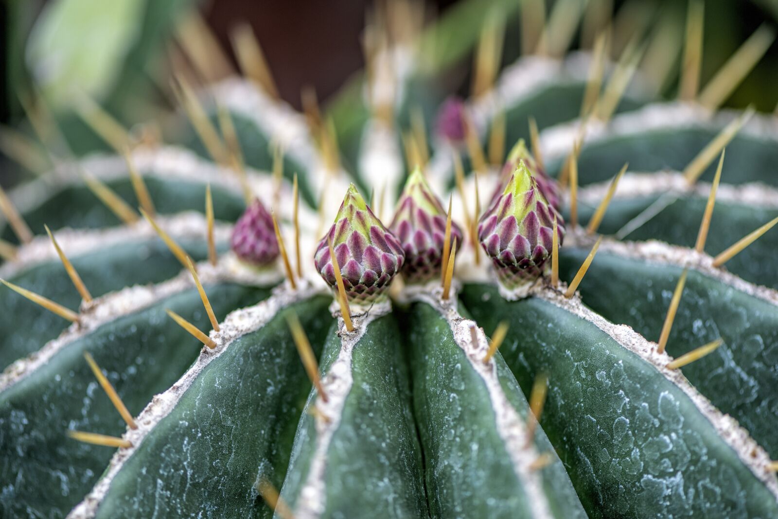 Nikon D610 sample photo. Cactus, blossom, plant photography