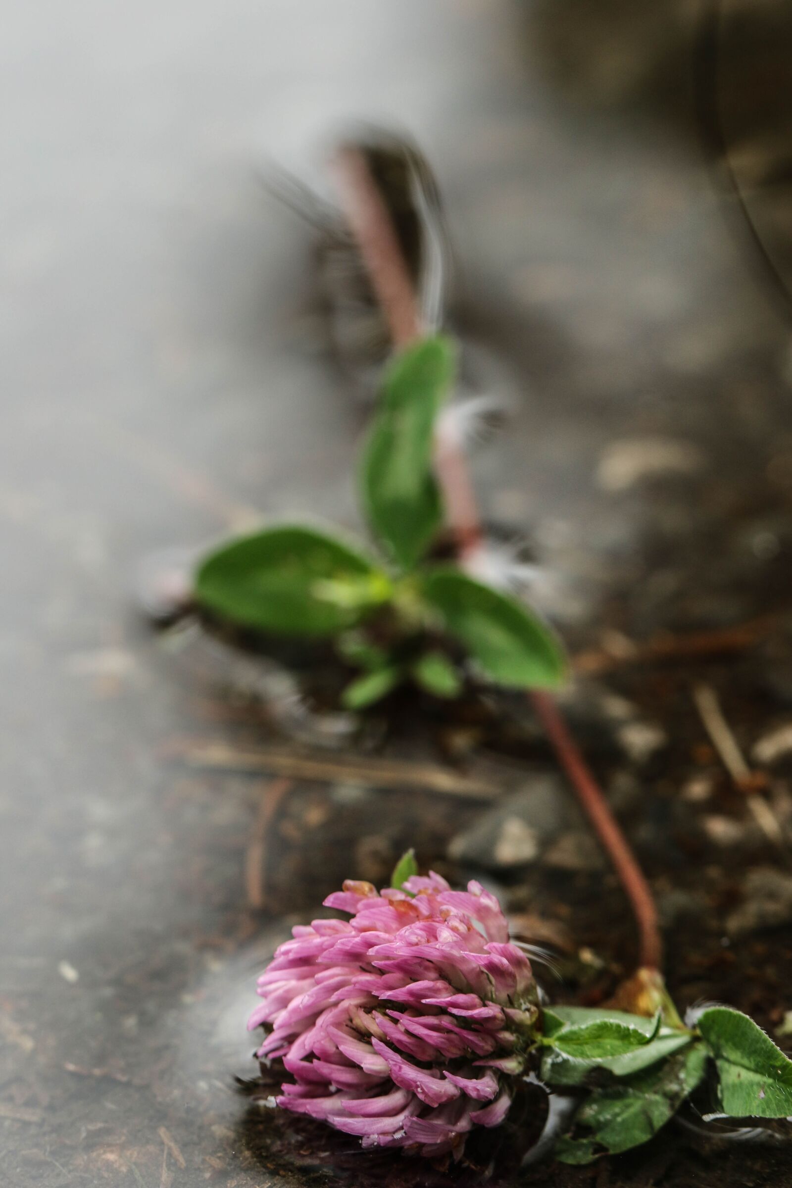 Canon EOS 7D Mark II sample photo. Flower, water, puddle photography