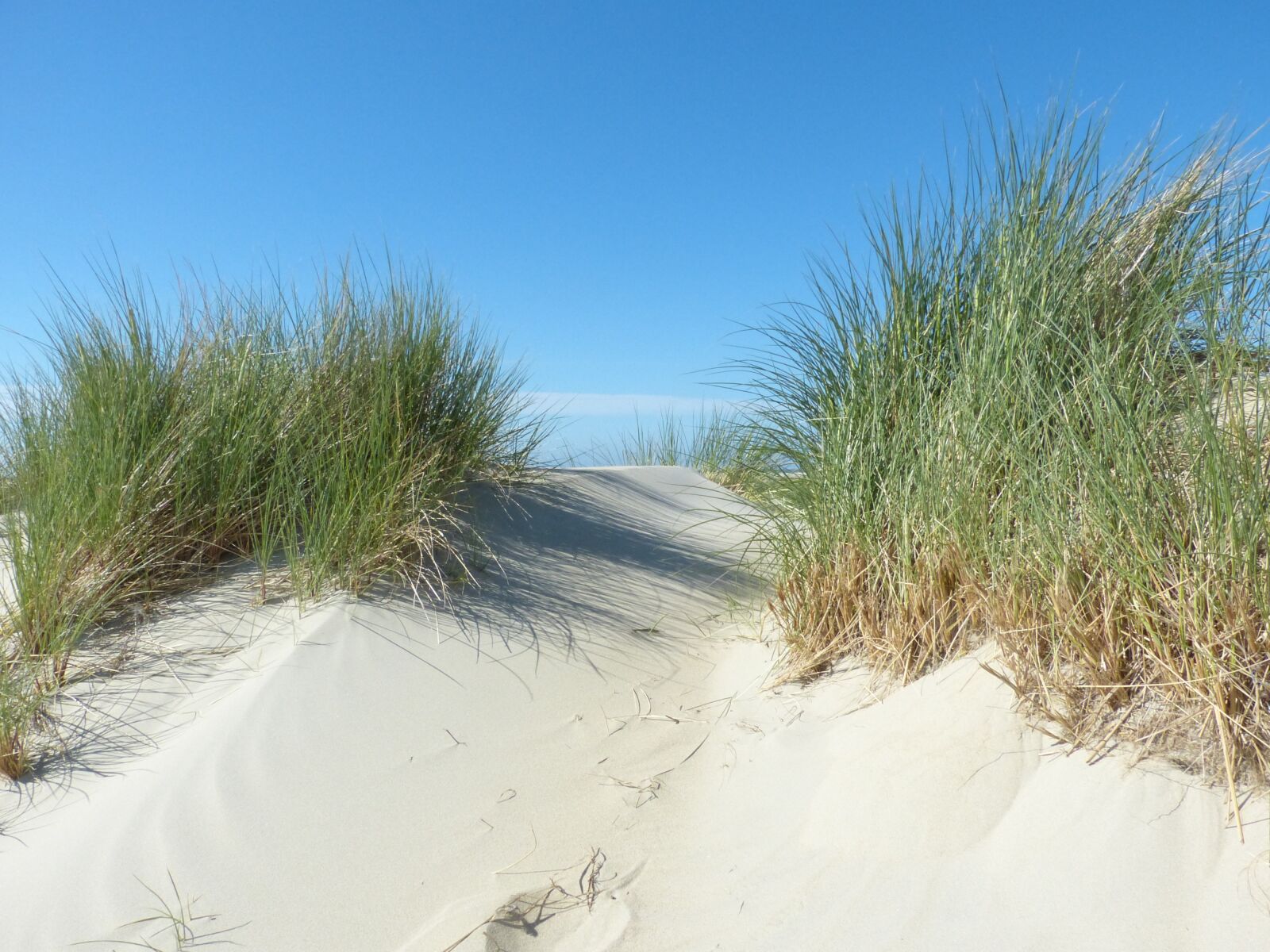 Panasonic Lumix DMC-FZ150 sample photo. Dunes, north sea, beach photography