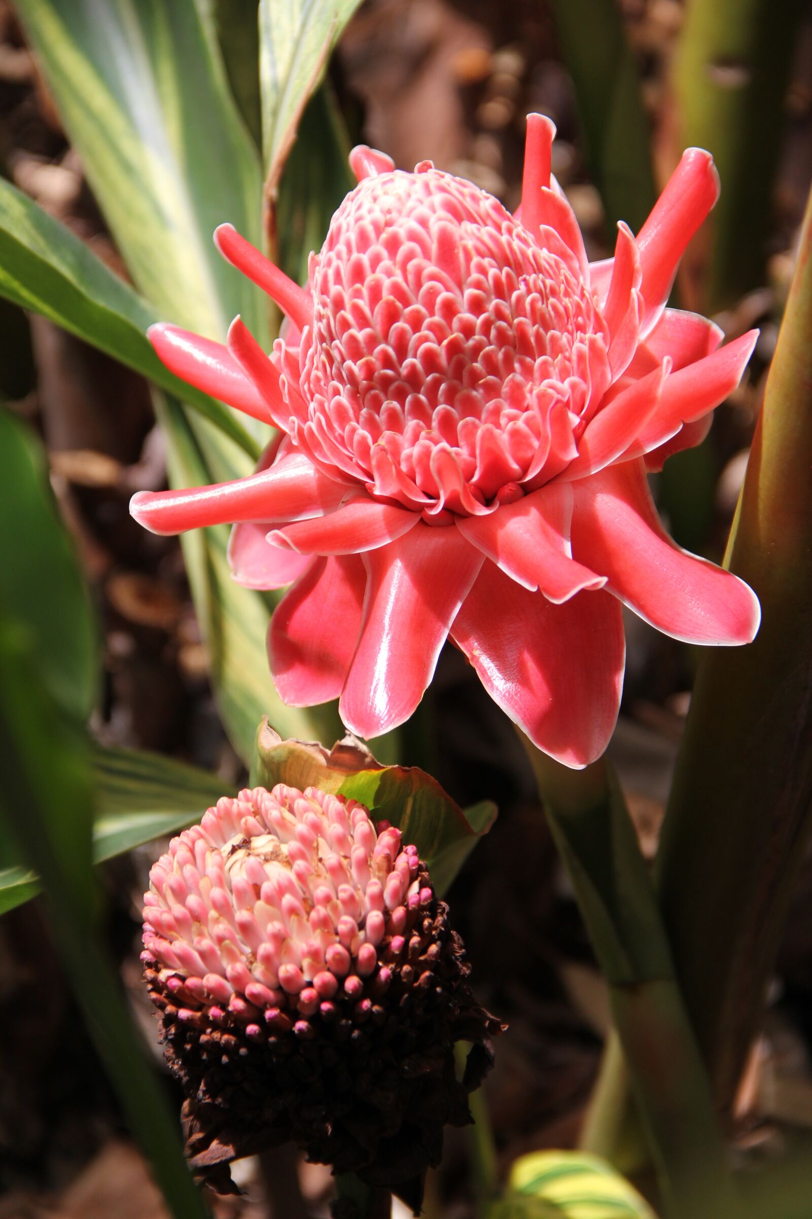 Canon EOS 60D sample photo. Passion flower, rain forest photography