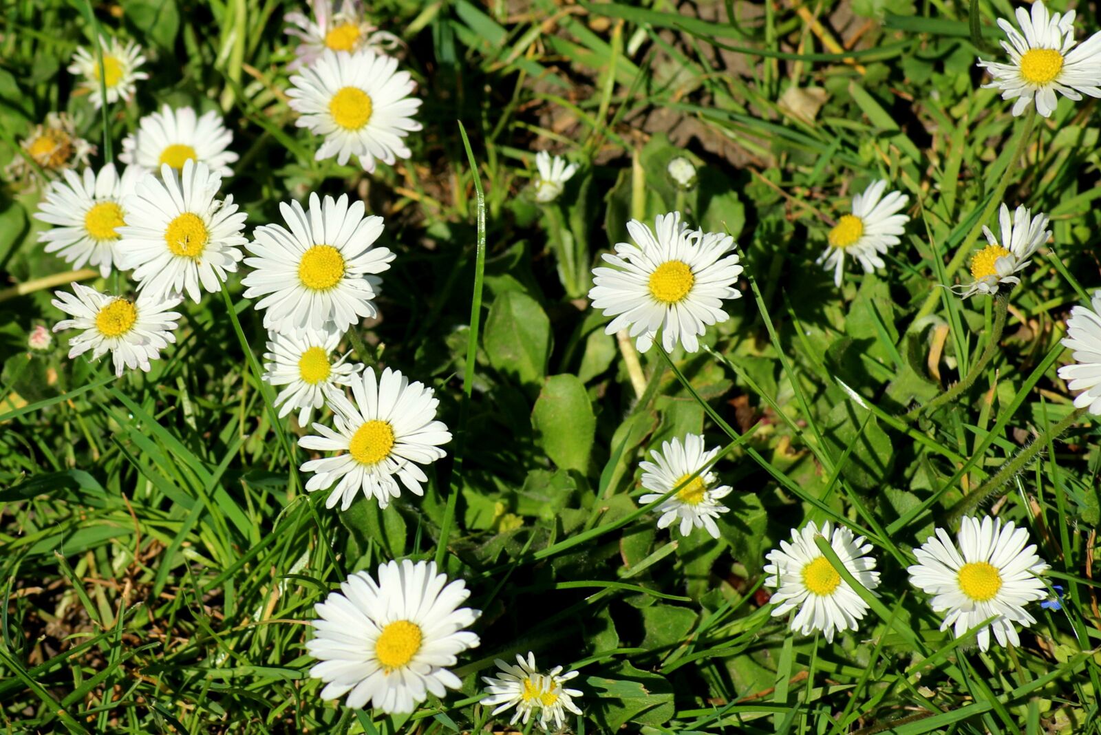Canon EOS 1200D (EOS Rebel T5 / EOS Kiss X70 / EOS Hi) sample photo. Daisies, meadow, spring photography