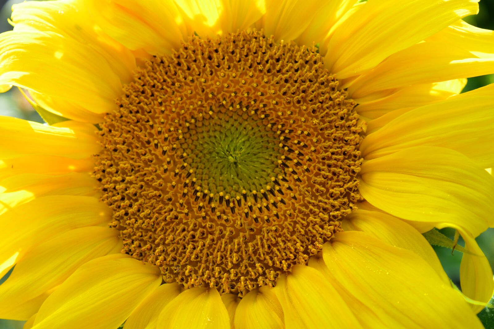 Nikon D3200 sample photo. Sunflower, blossom, bloom photography