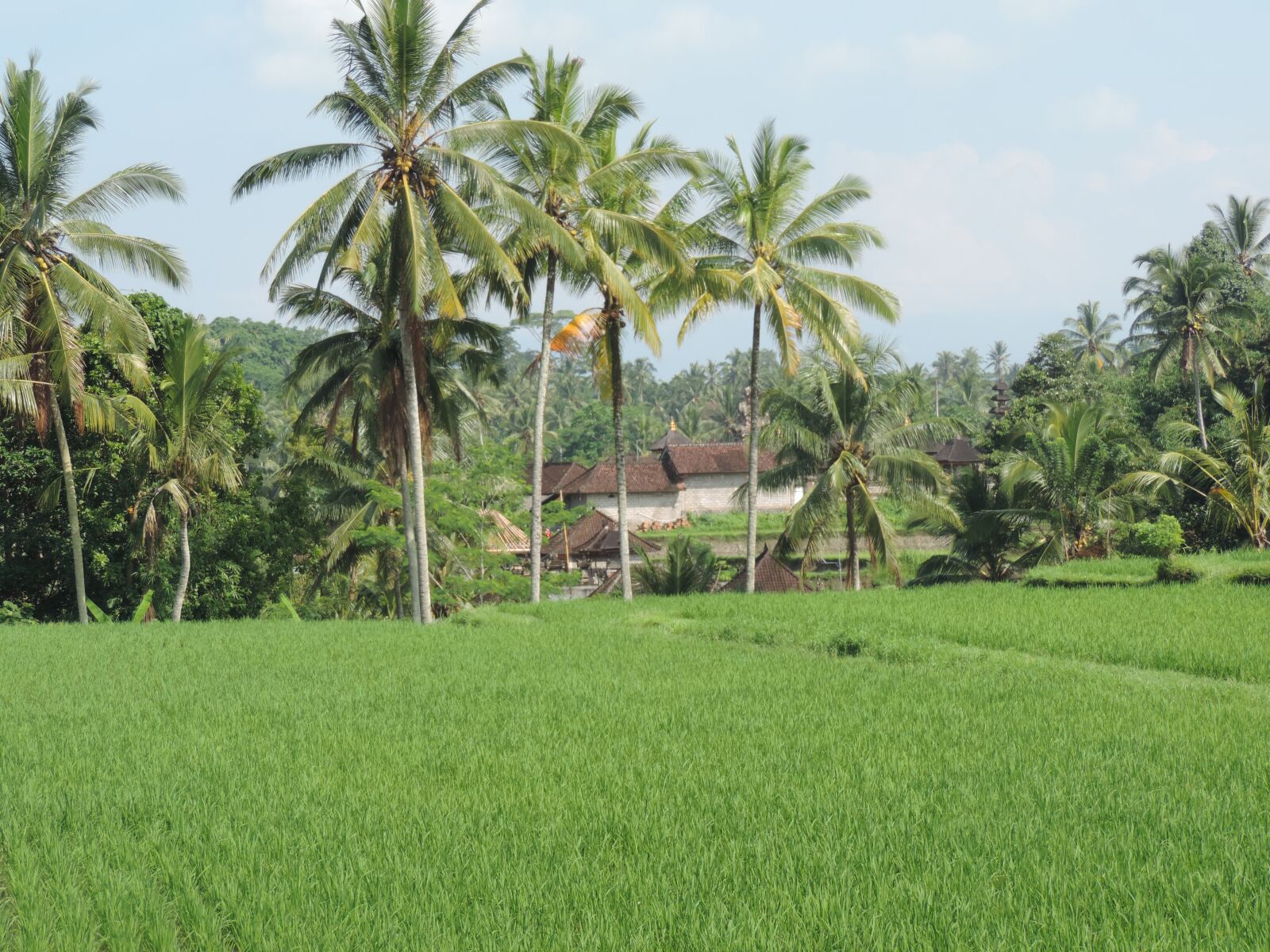 Nikon Coolpix P520 sample photo. Rice fields, palm trees photography