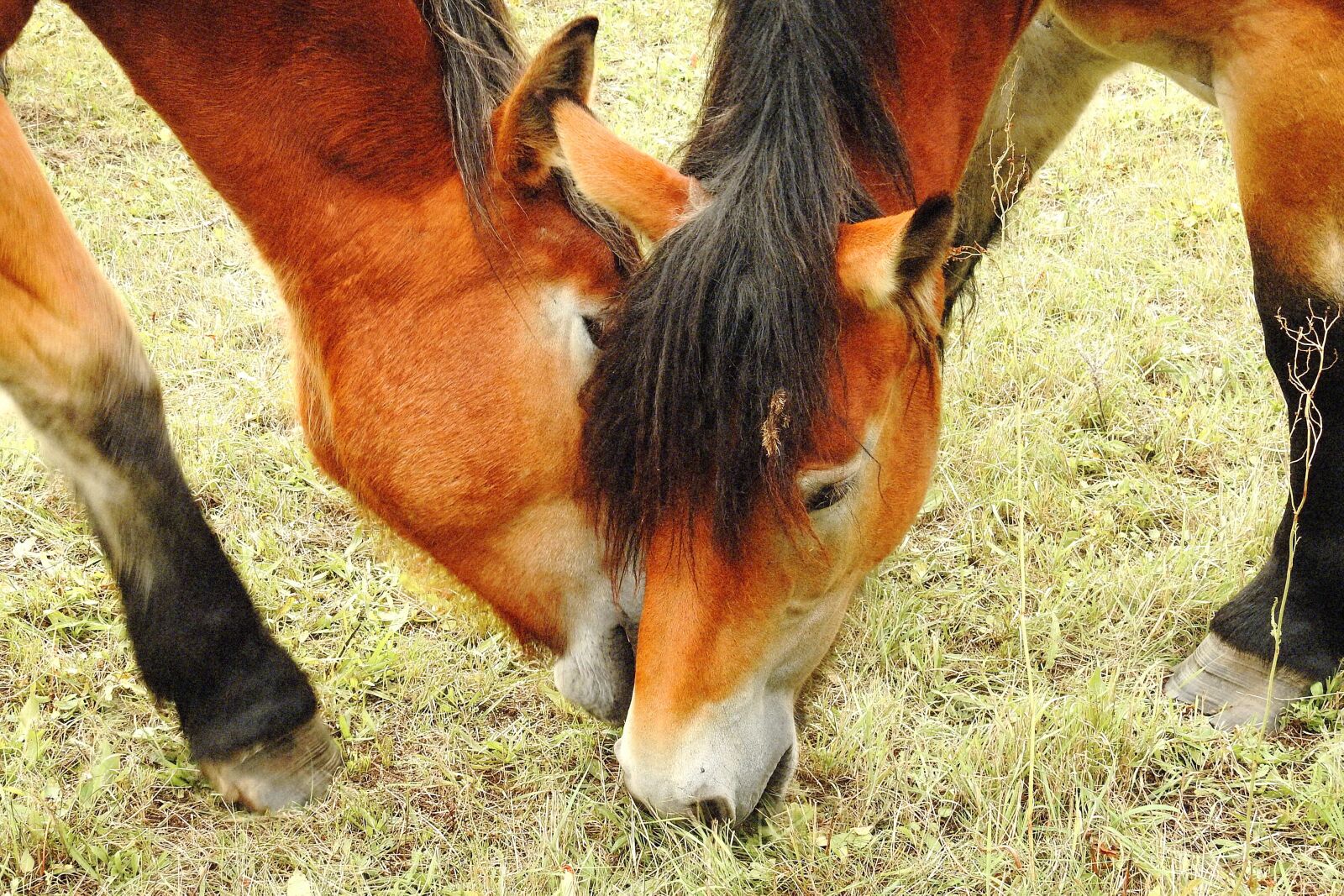 Nikon Coolpix P900 sample photo. Horses, cold blooded animals photography