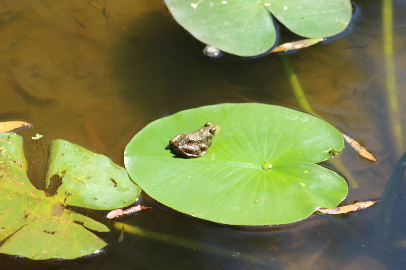EF75-300mm f/4-5.6 sample photo. Frog, toad, lily pad photography