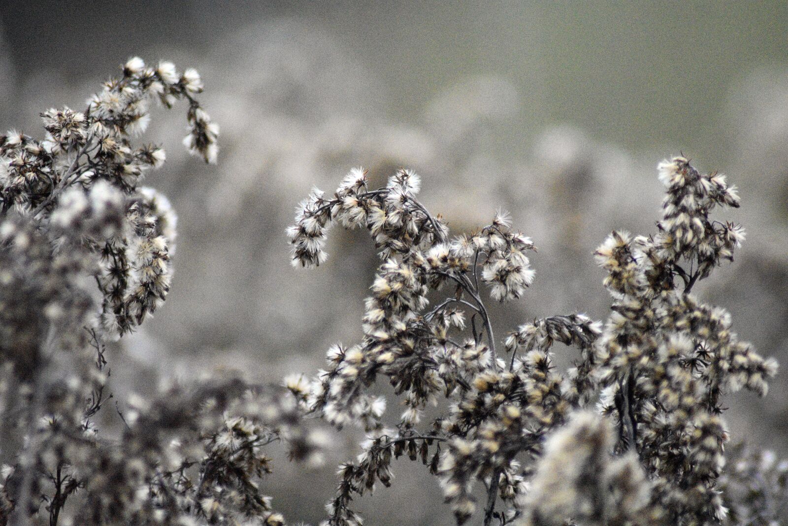 Nikon D3400 sample photo. Laka, autumn, bush photography