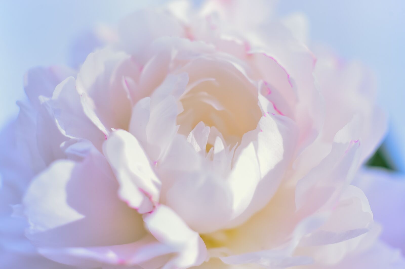 Nikon Df sample photo. Flowers, plant, white photography