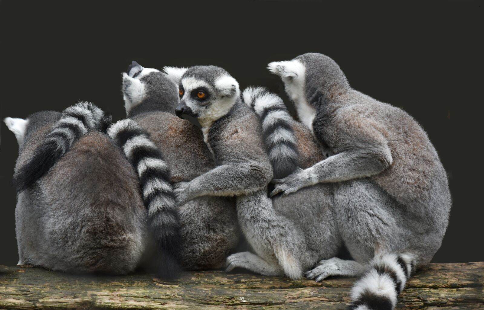 Nikon D810 sample photo. Lemuriens, primates, madagascar photography