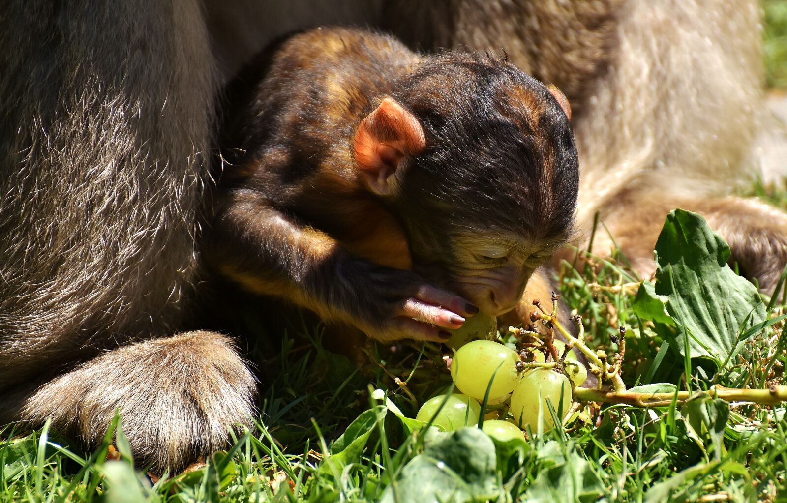 Nikon D7200 sample photo. Ape, baby monkey, grapes photography
