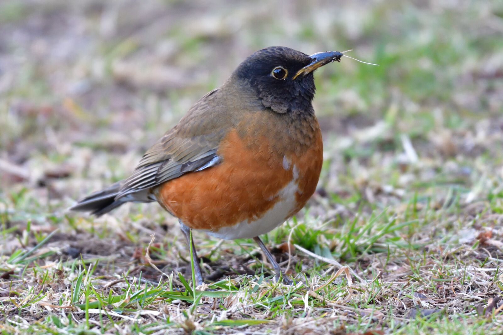 Nikon D500 sample photo. Natural, wild animals, bird photography