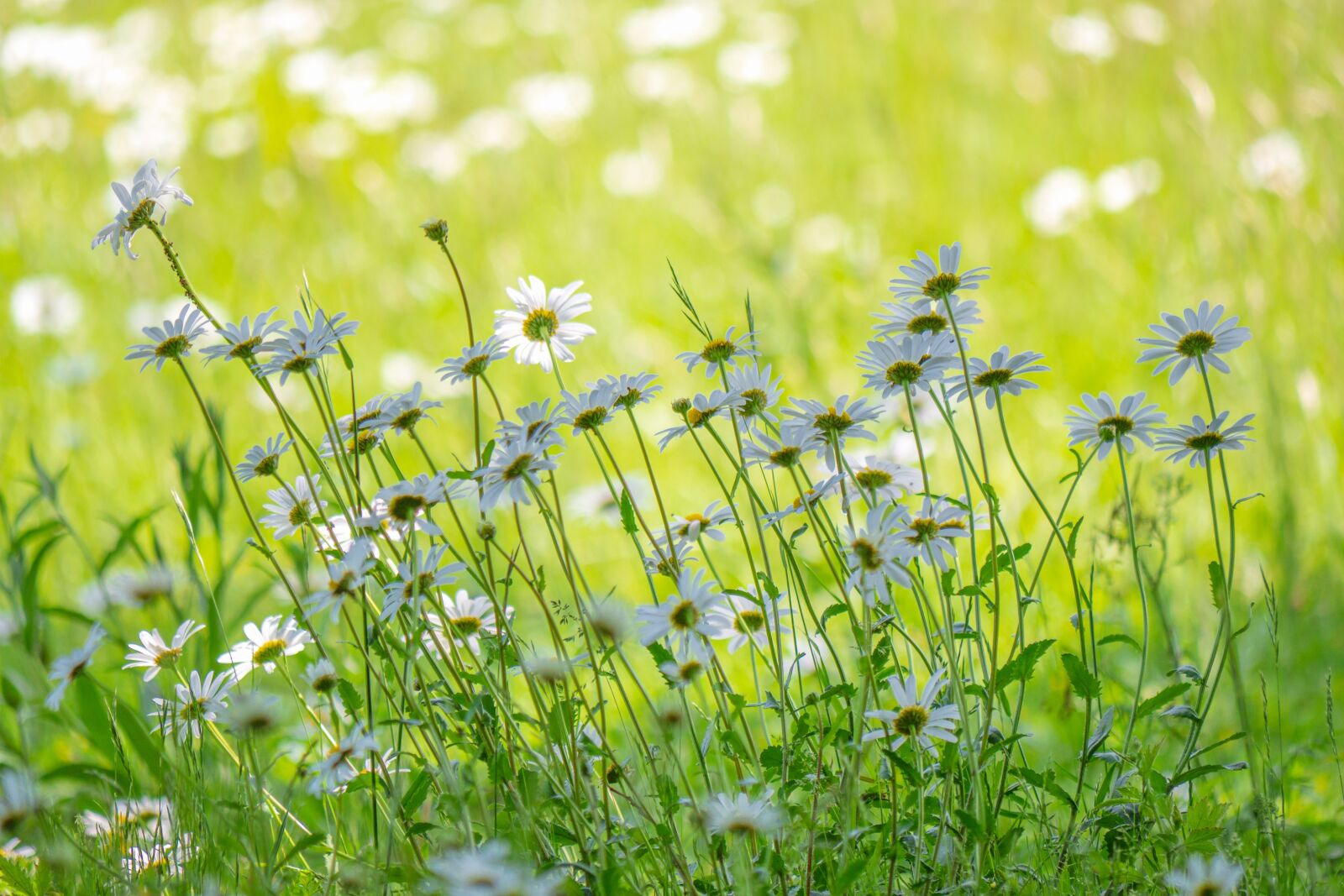 LUMIX G VARIO 100-300/F4.0-5.6II sample photo. Meadow, flower meadow, daisies photography
