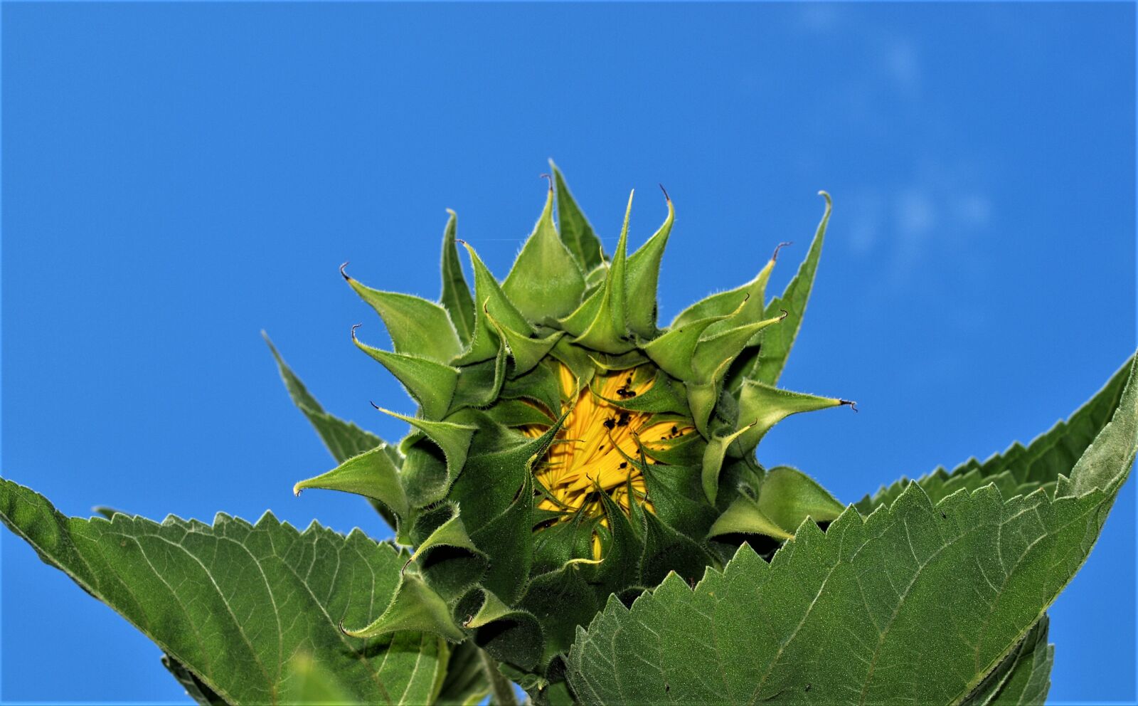 Olympus E-520 (EVOLT E-520) sample photo. Nature, leaf, flora photography