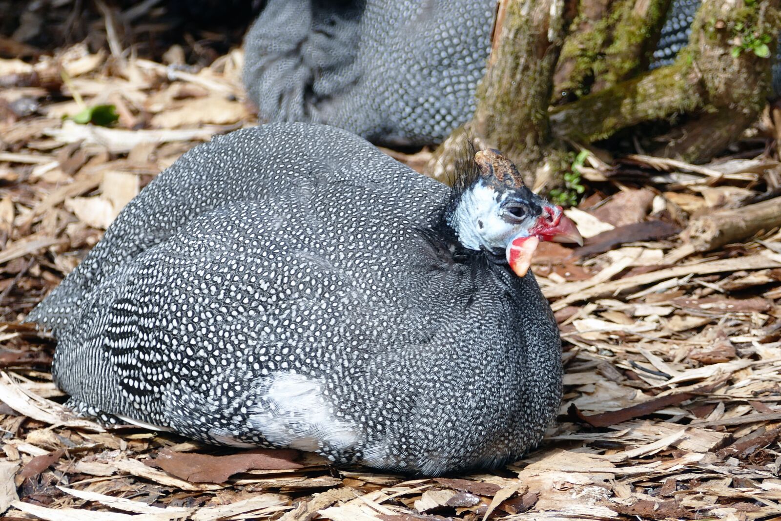Panasonic Lumix DMC-FZ1000 sample photo. Guinea fowl, nature, bird photography