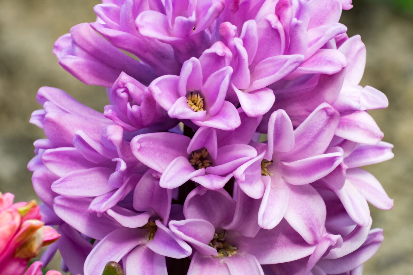 Fujifilm XF 55-200mm F3.5-4.8 R LM OIS sample photo. Flower, hyacinth, spring photography