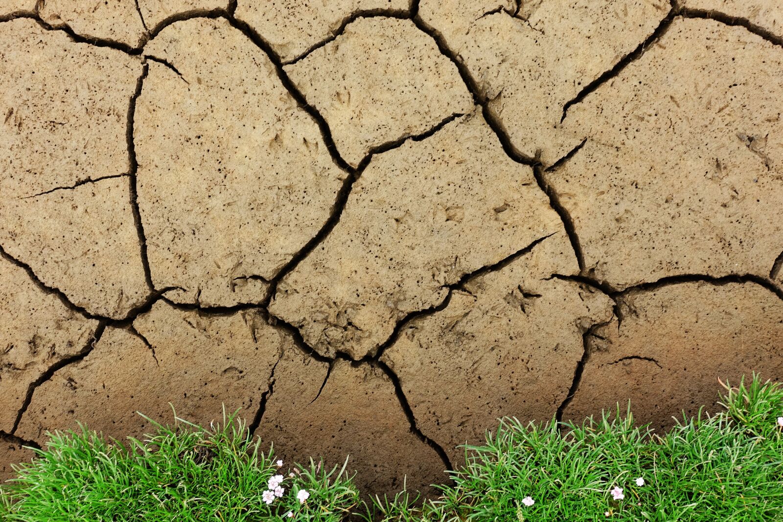 Sony DSC-RX100M5 sample photo. Mud, cracked, drought photography