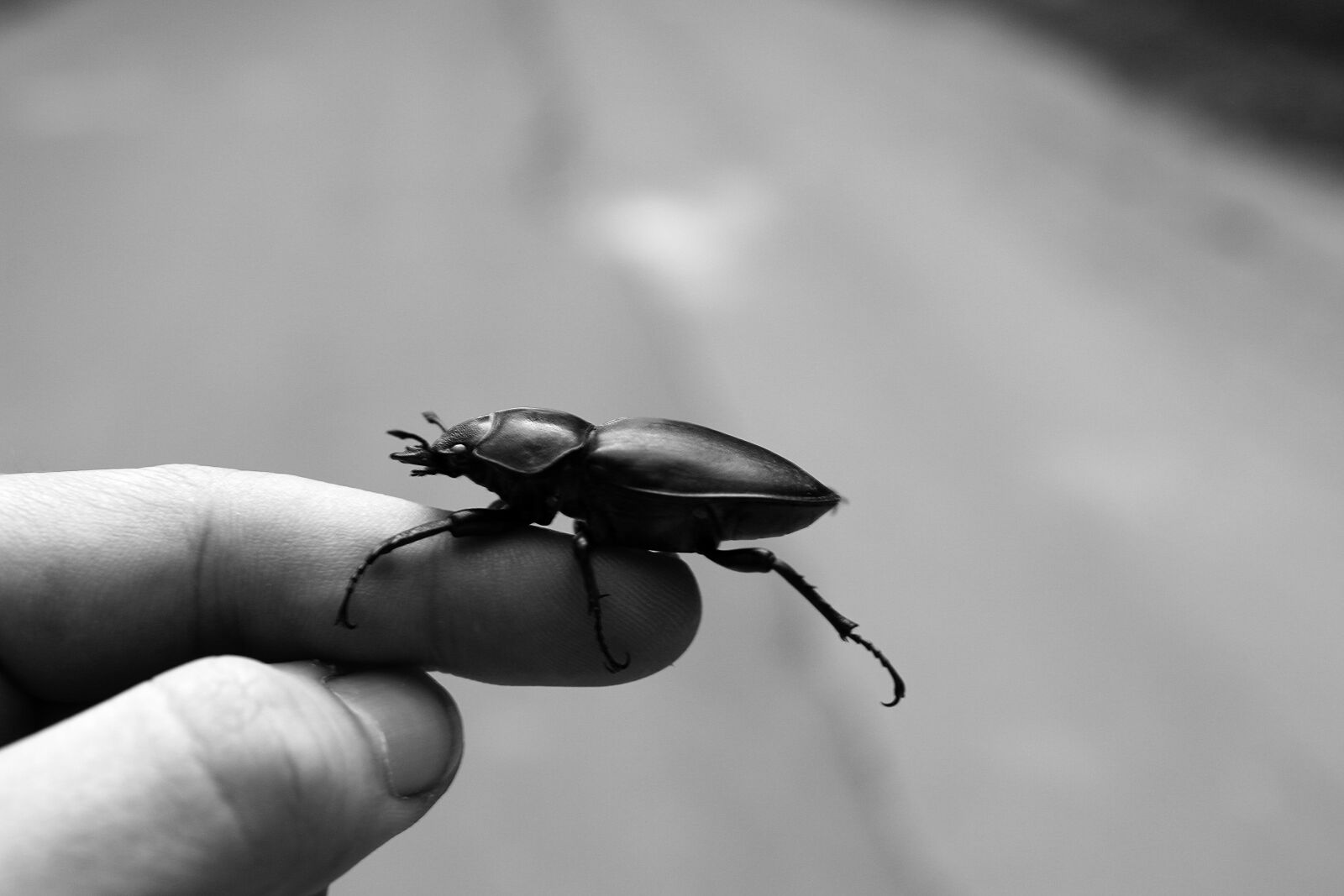 Canon EOS 70D + Canon EF-S 18-55mm F3.5-5.6 IS sample photo. Beetle, hand, inect photography