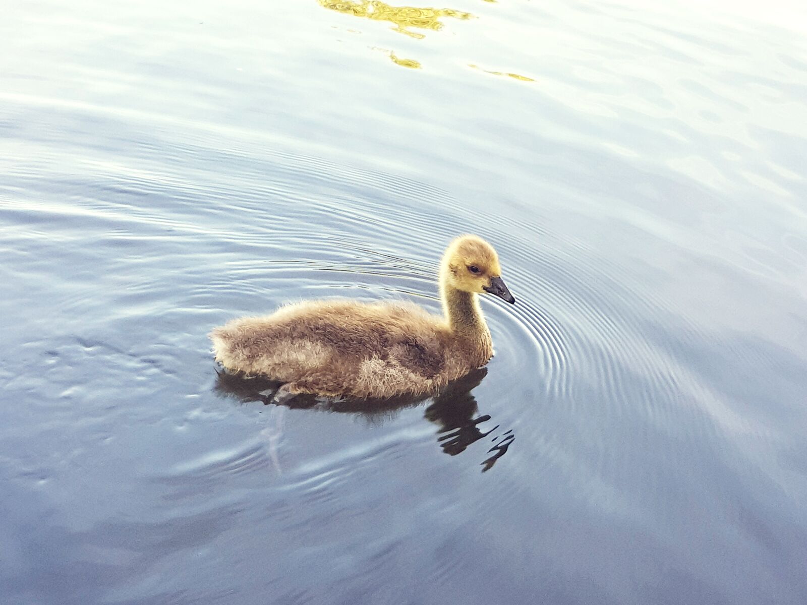 Samsung Galaxy S8 sample photo. Canada goose, chicks, water photography